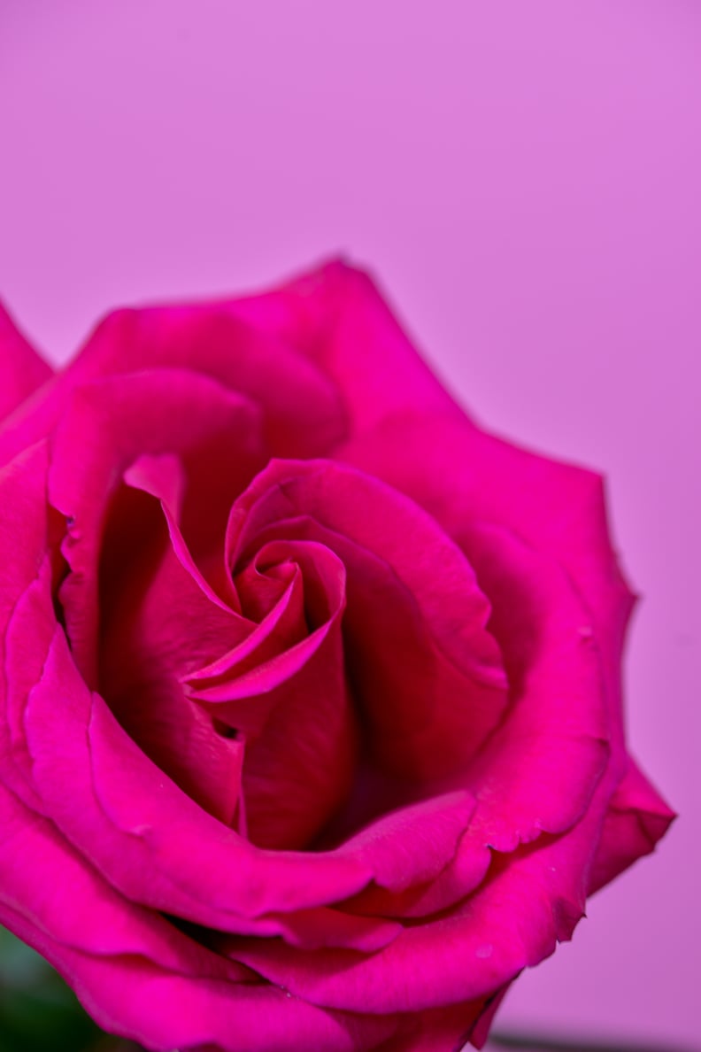 Valentine's Day Wallpaper: Pink Rose