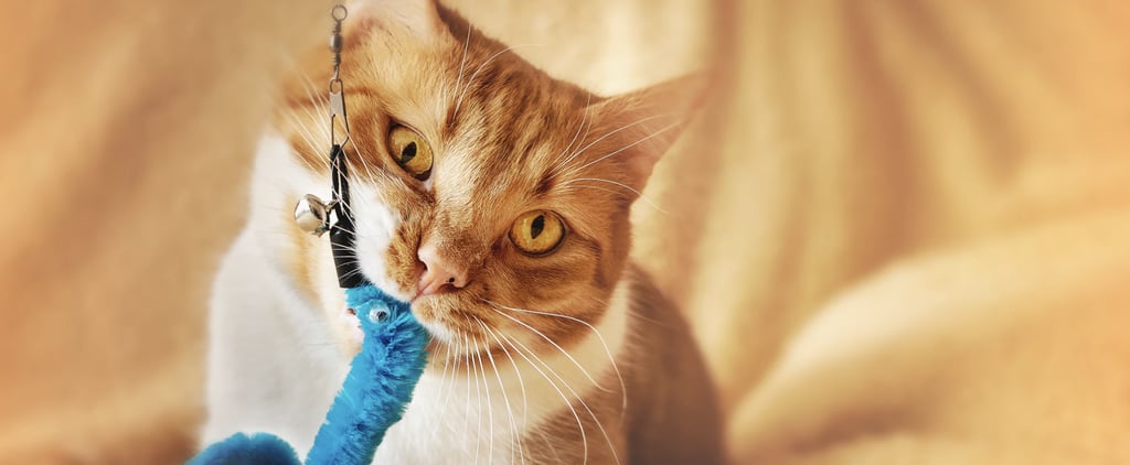 Why Does Catnip Get Cats High?