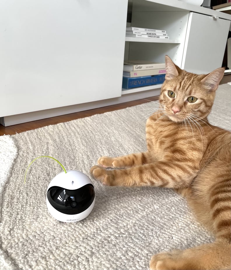 Best Robot Toy For Bored Cats | POPSUGAR Pets