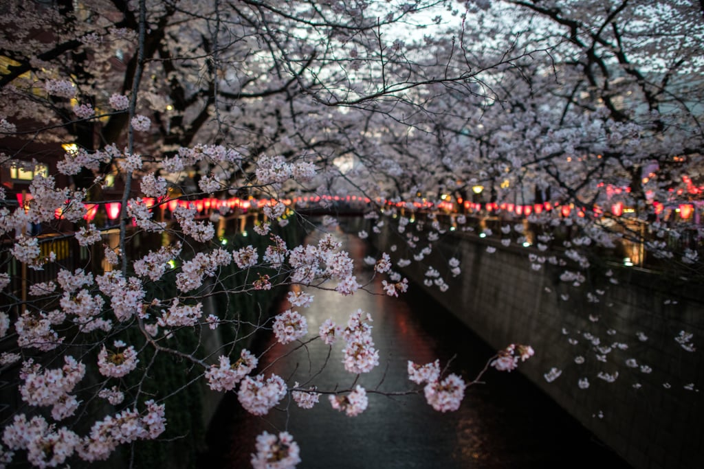 Japan Cherry Blossom Photos 2018