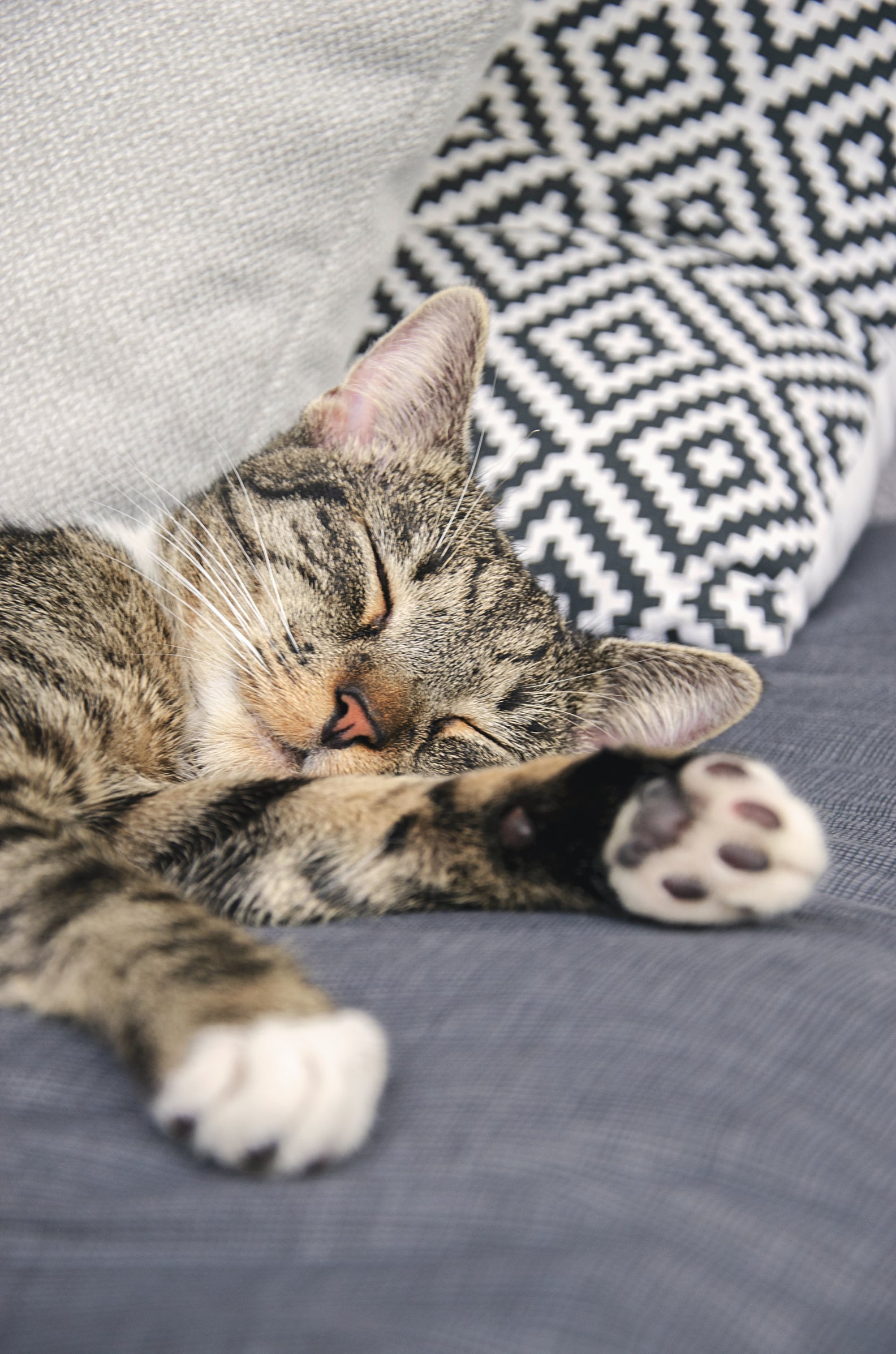 Do Cats Sleep More in the Winter? PS Pets