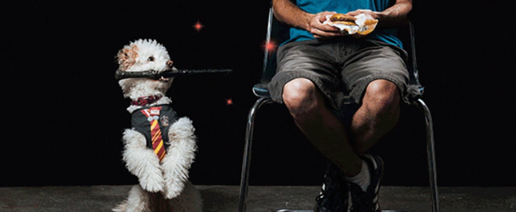 Dogs Doing Harry Potter Spells