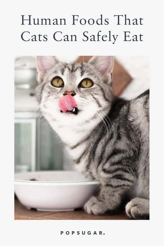 Can humans eat canned cat 2025 food