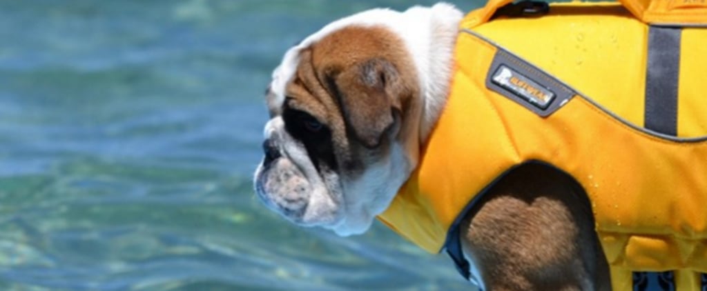 Babs the Bulldog on Instagram