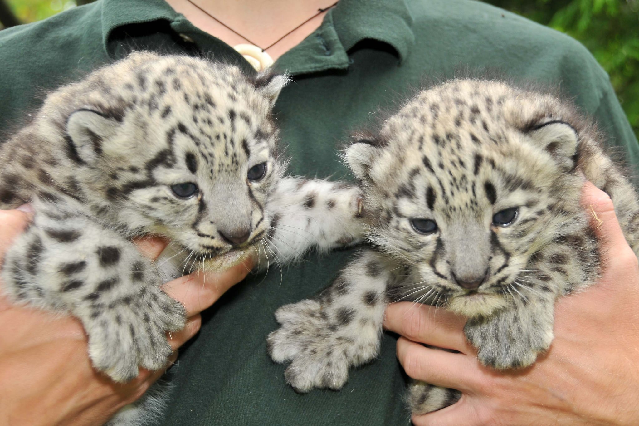 Baby Snow Leopards are BFFs POPSUGAR Pets