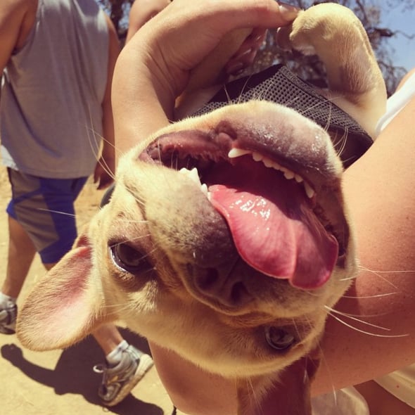"He's more of a down the mountain hiking dog #beau #myfrenchlove"