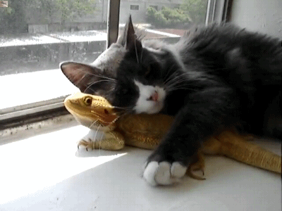 A cat cuddling an iguana.