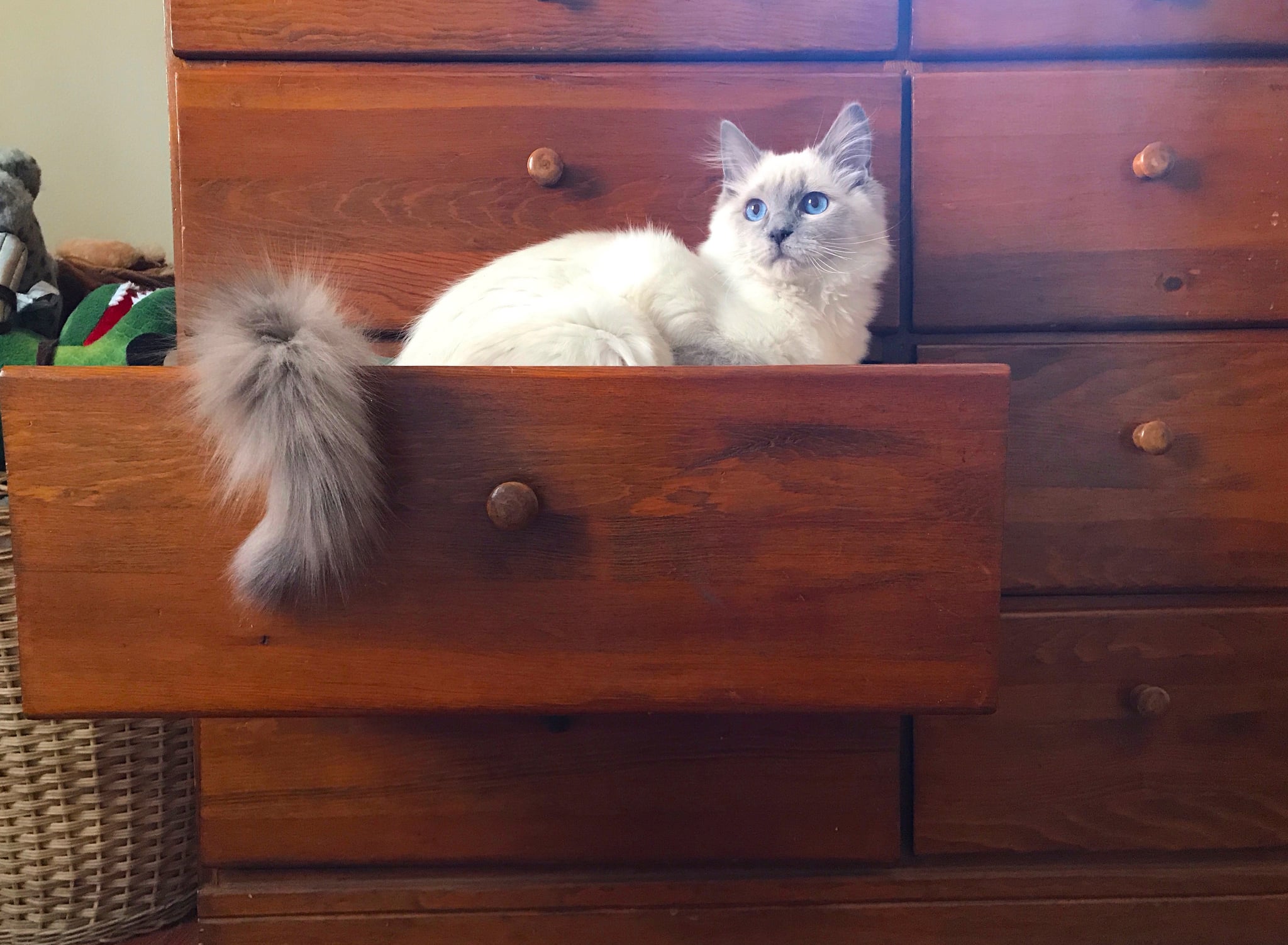 Ragdoll kitten with blue eyes.