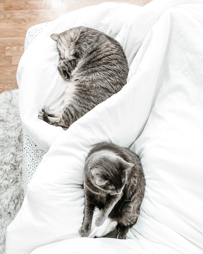Why Does My Cat Sleep at the End of the Bed on My Feet? POPSUGAR UK Pets