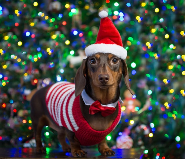 Dogs Dressed as Santa