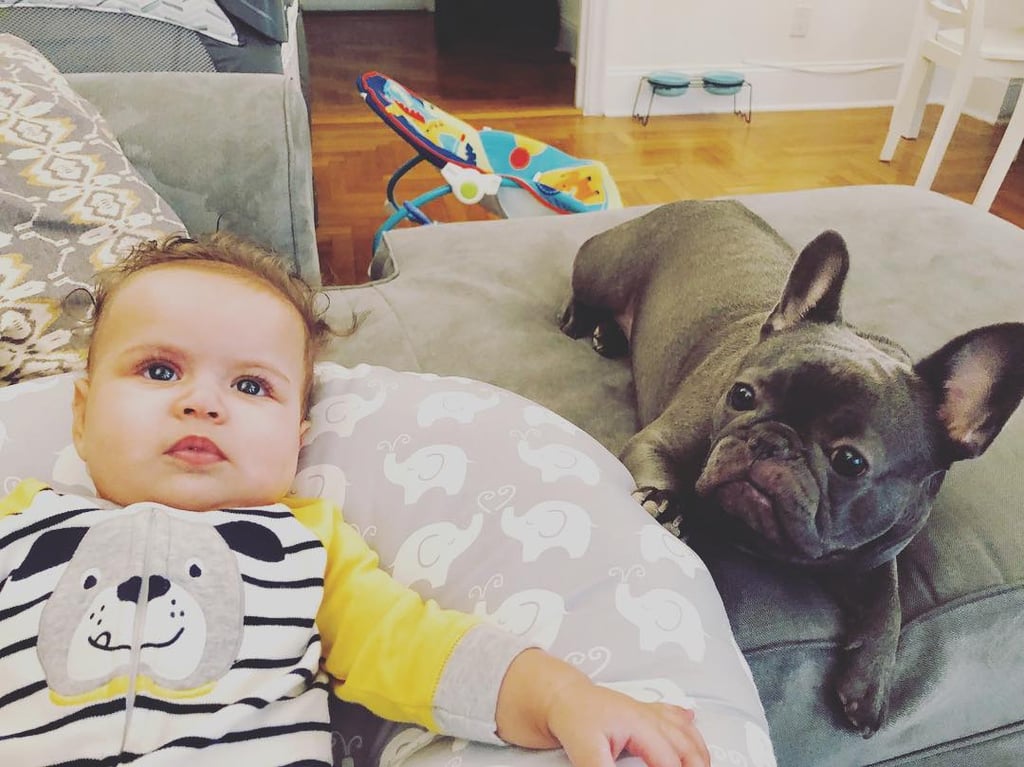 Pictures of French Bulldogs and Babies