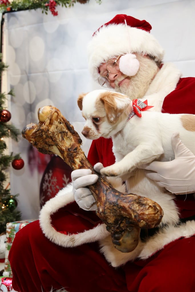 Pets Meeting Santa