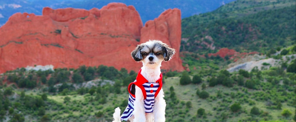 Tinkerbelle the Dog Colorado Trip
