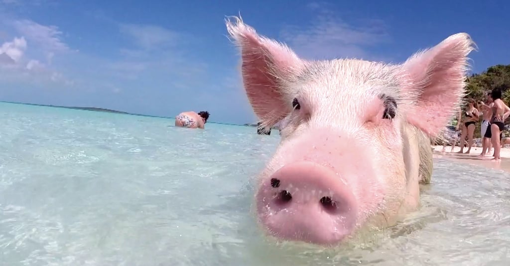 Travel Destinations to Play With Animals