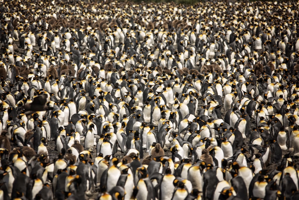 Antarctica King Penguins