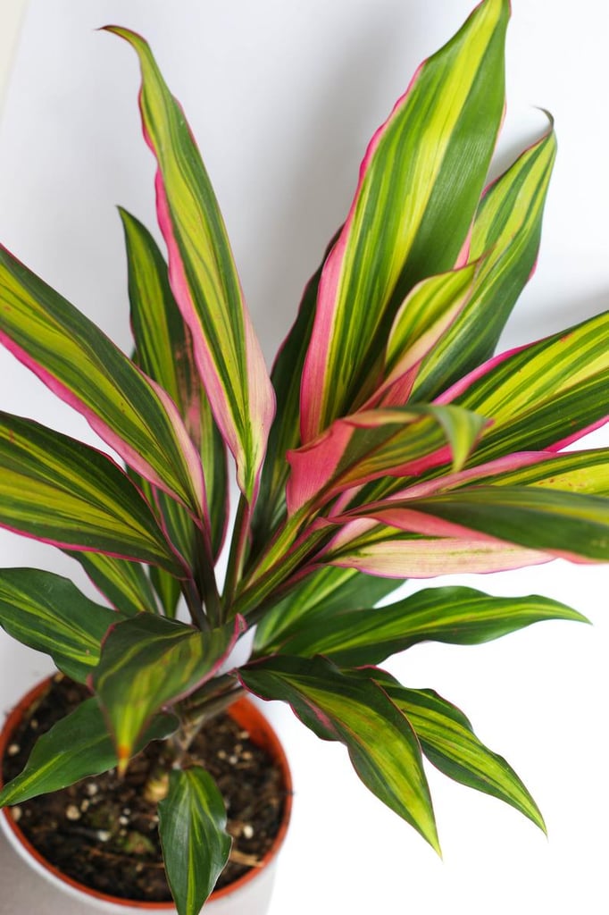 Cordyline Terminalis