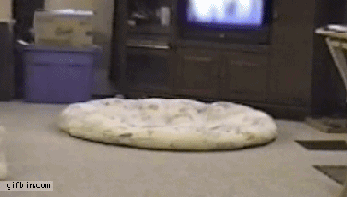 This cat ninja-crawling around its bed.