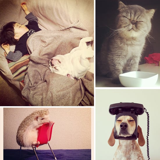 Cute Animals on Instagram | POPSUGAR Pets