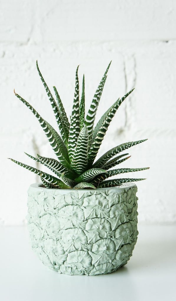 Hurrah — a planter for the pineapple obsessed ($50)! It makes even the simplest plants look like works of art. Plus, how cool is the mint shade?
— AE