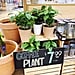 Coffee Plants For Sale at Trader Joe's