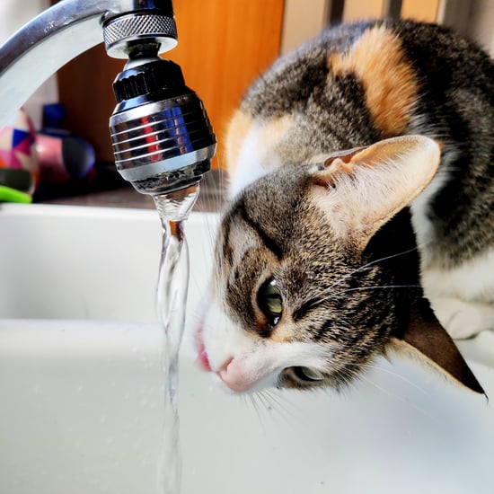 Why Is My Cat So Picky About Water?