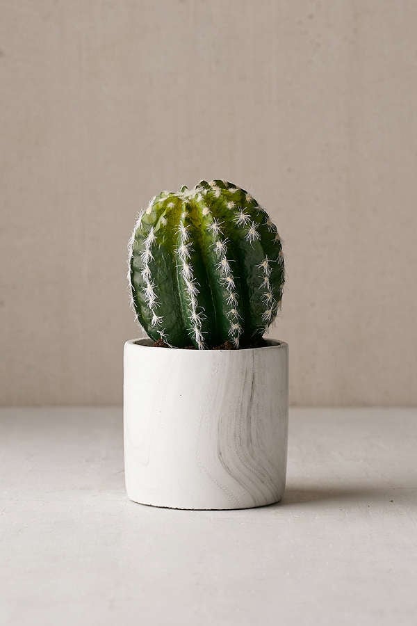 Urban Outfitters Small Cactus Decor