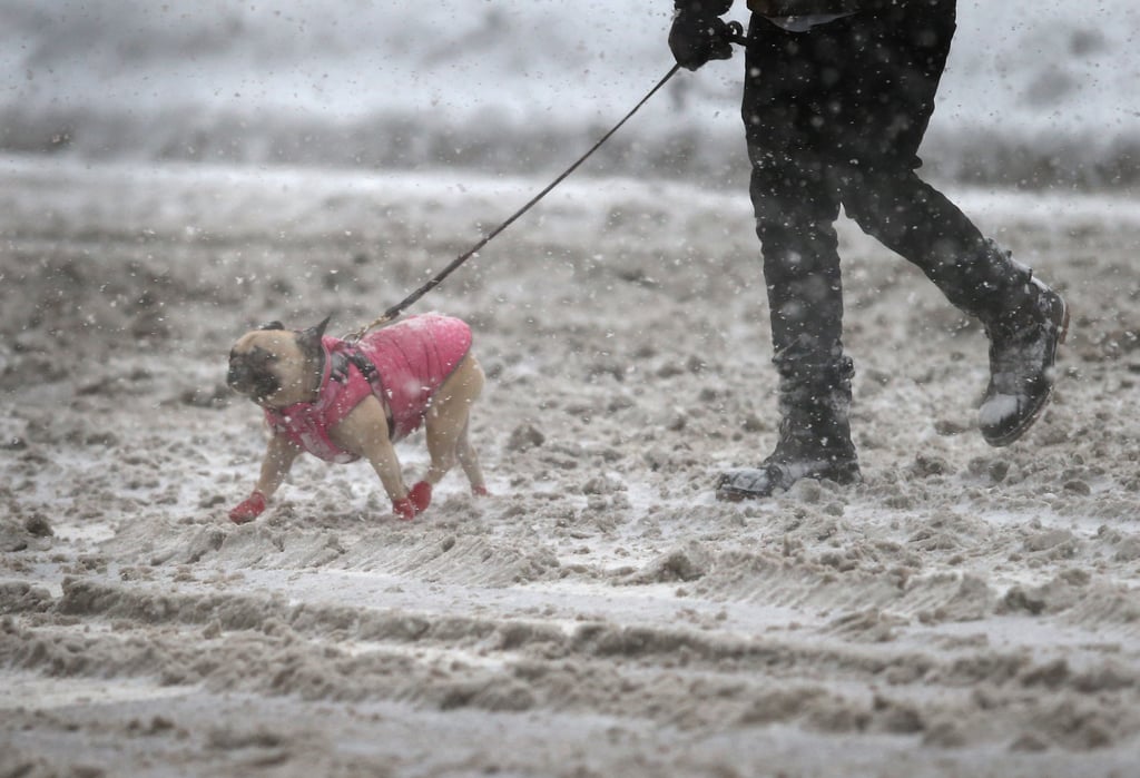 A pup walked through the slushy streets of NYC.