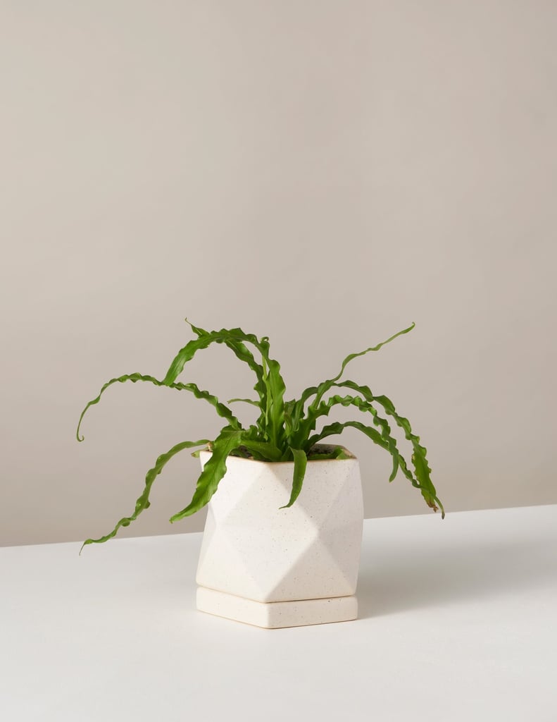 Bird's Nest Fern