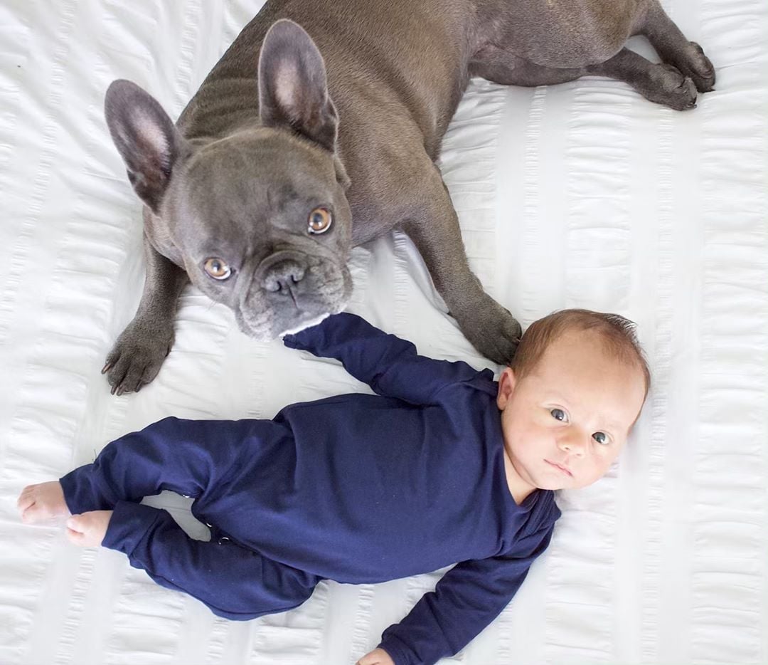 Pictures of French Bulldogs and Babies POPSUGAR Family