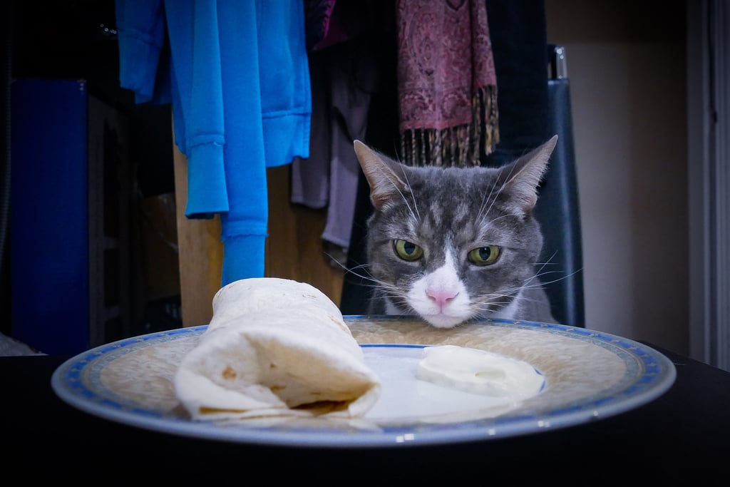 Photos of Man Eating Meals With His Cat