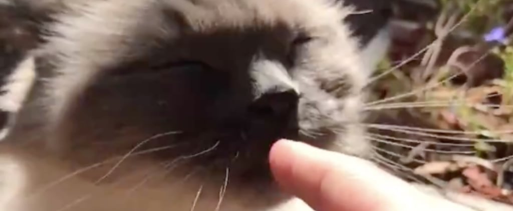 Funny Video of a Cat Licking Human Before Hissing at It