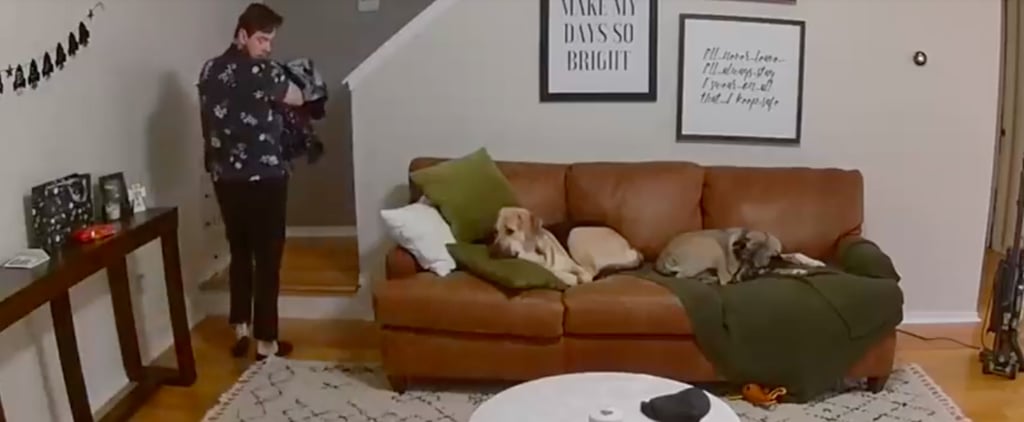 Viral Video of Dog Helping to Carry Laundry Upstairs