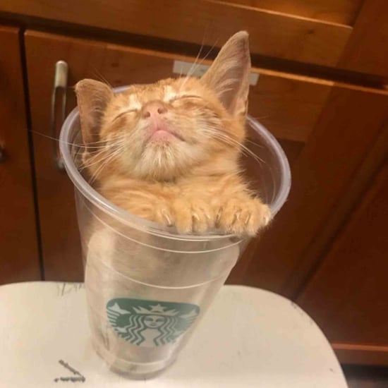 Cats Who Like Starbucks