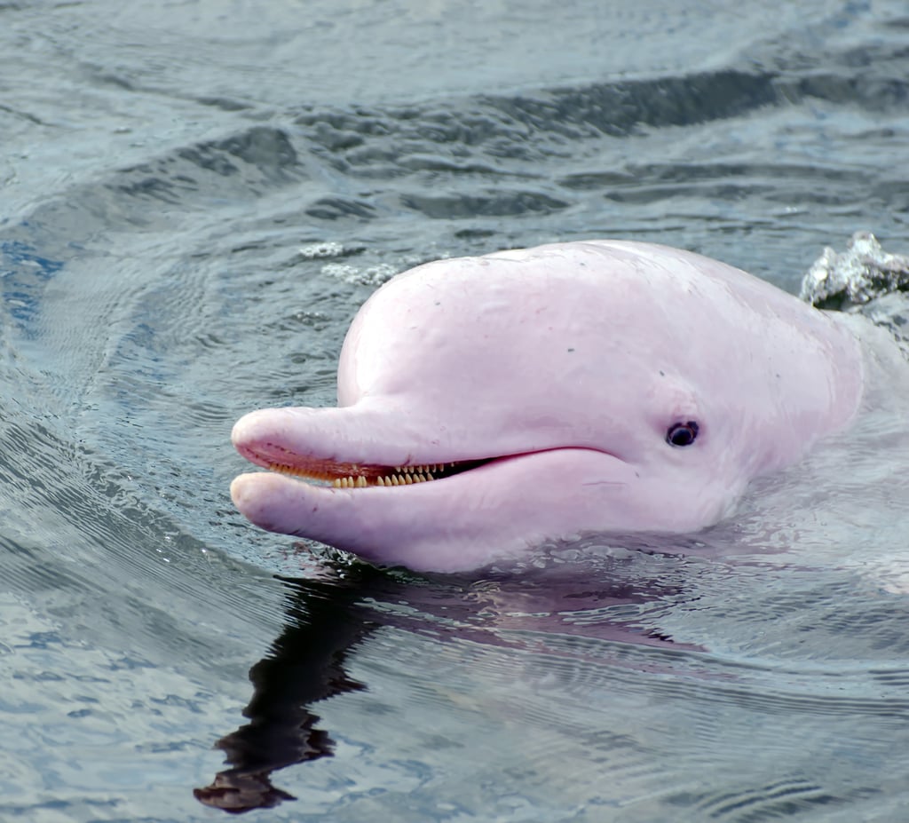 Swim With the Pink Dolphins in the Amazon