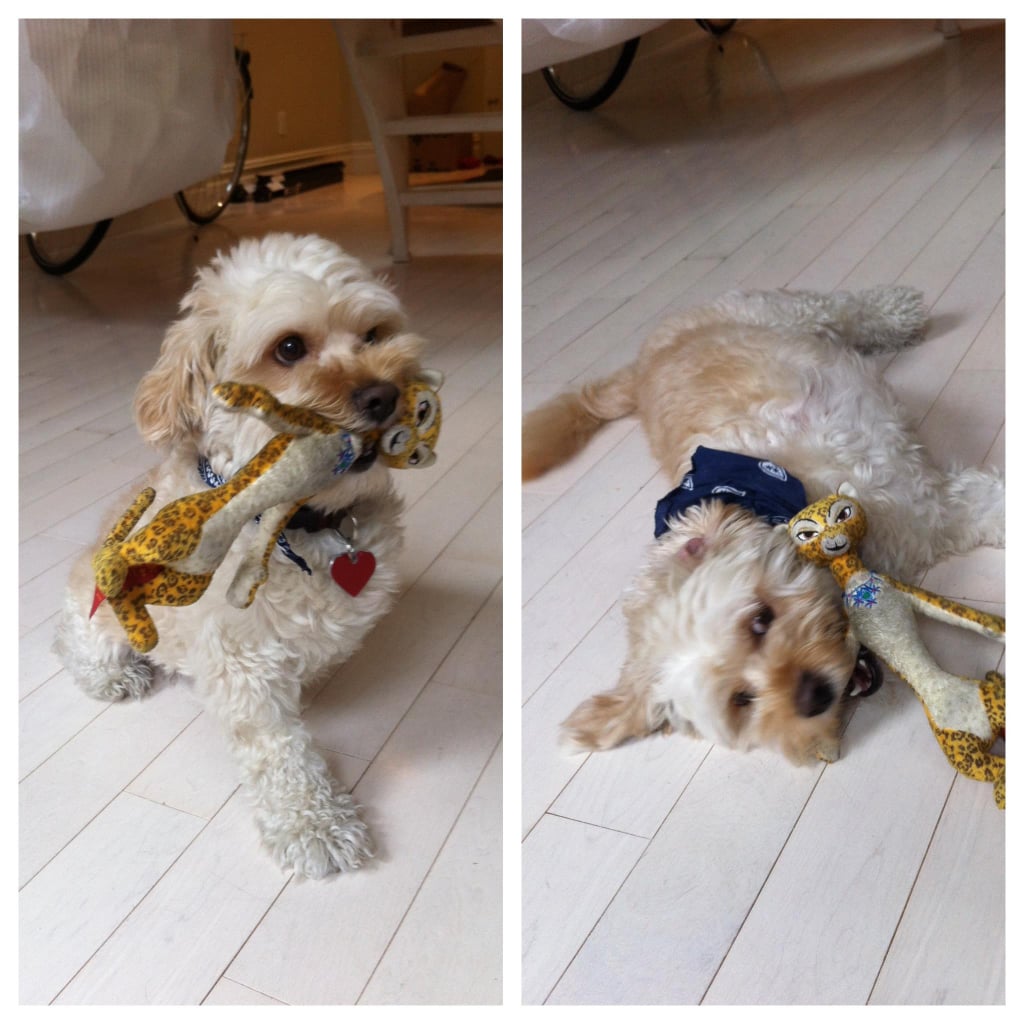 And She Posts Cute Pictures of Her Dog, Chaplin