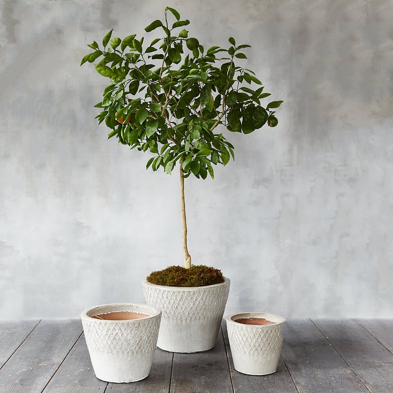 Etched Weave Stoneware Pot