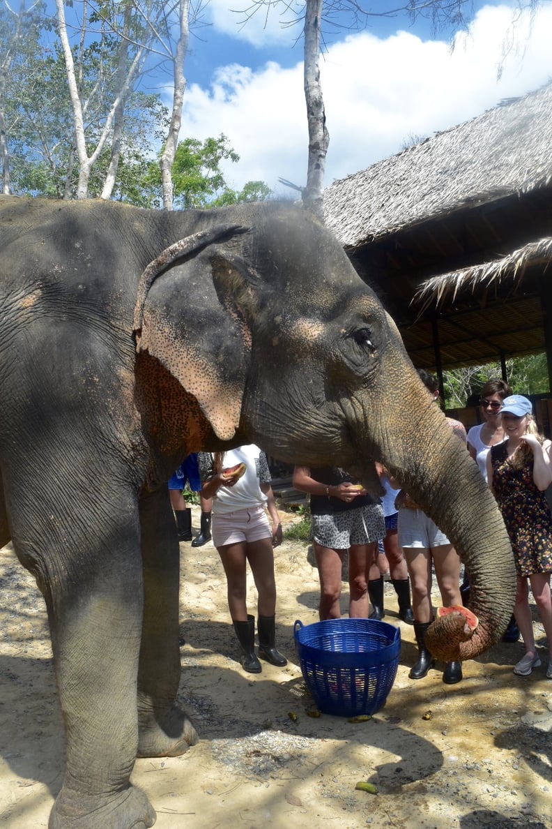 The Trouble With Elephant Trekking