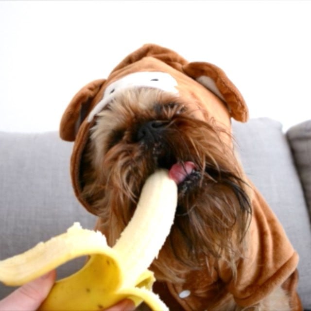 Digby as a Monkey (Eating Bananas)