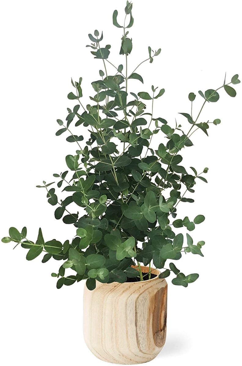 Eucalyptus Plant