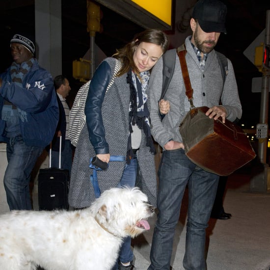 Olivia Wilde and Jason Sudeikis With Their Dog in NYC