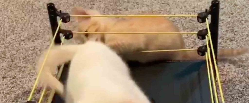 Video of Kittens Playing WrestleMania