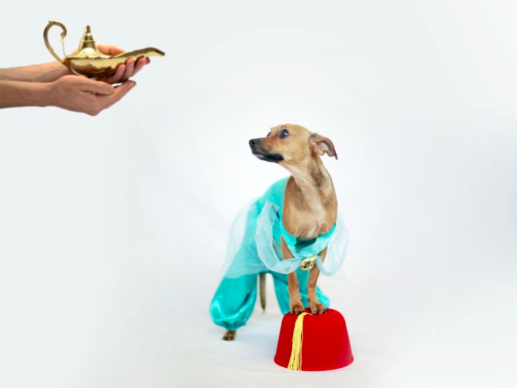 Dogs Dressed as Disney Princesses