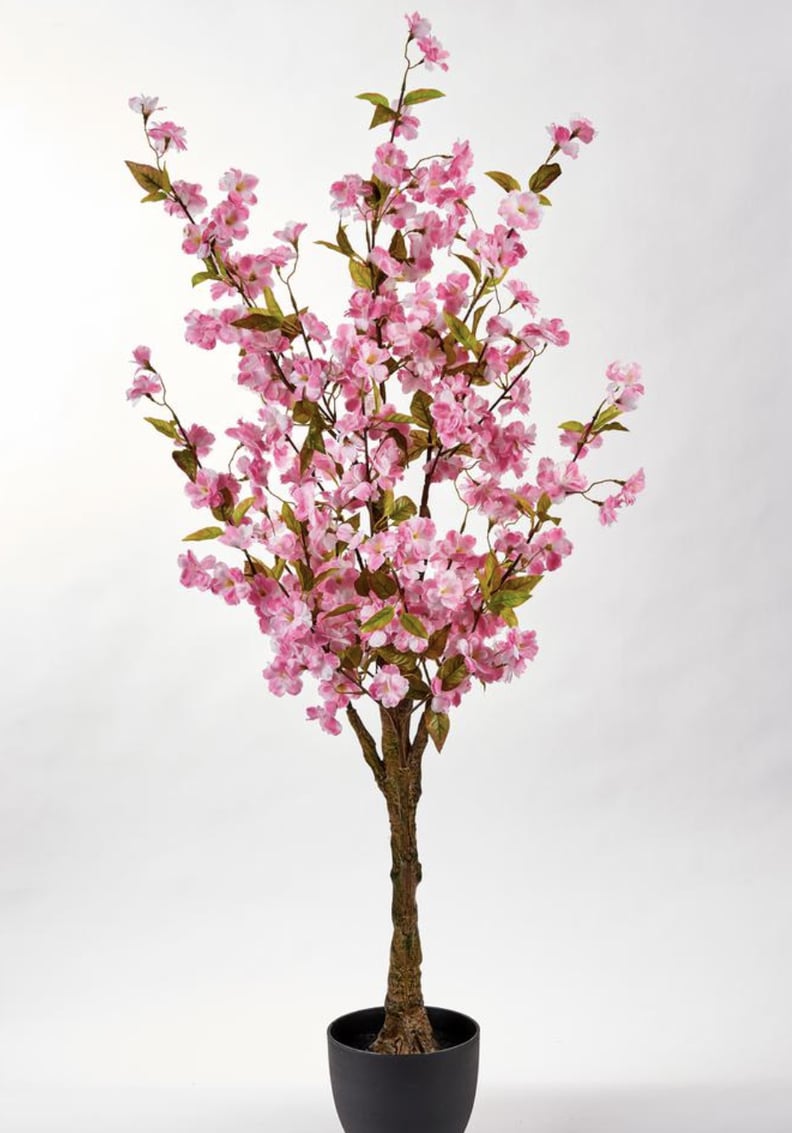 51 in. Cherry Tree in-Pot