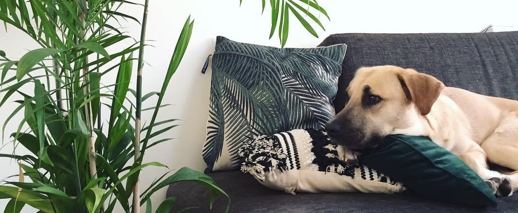 Best Dog-Friendly Houseplants