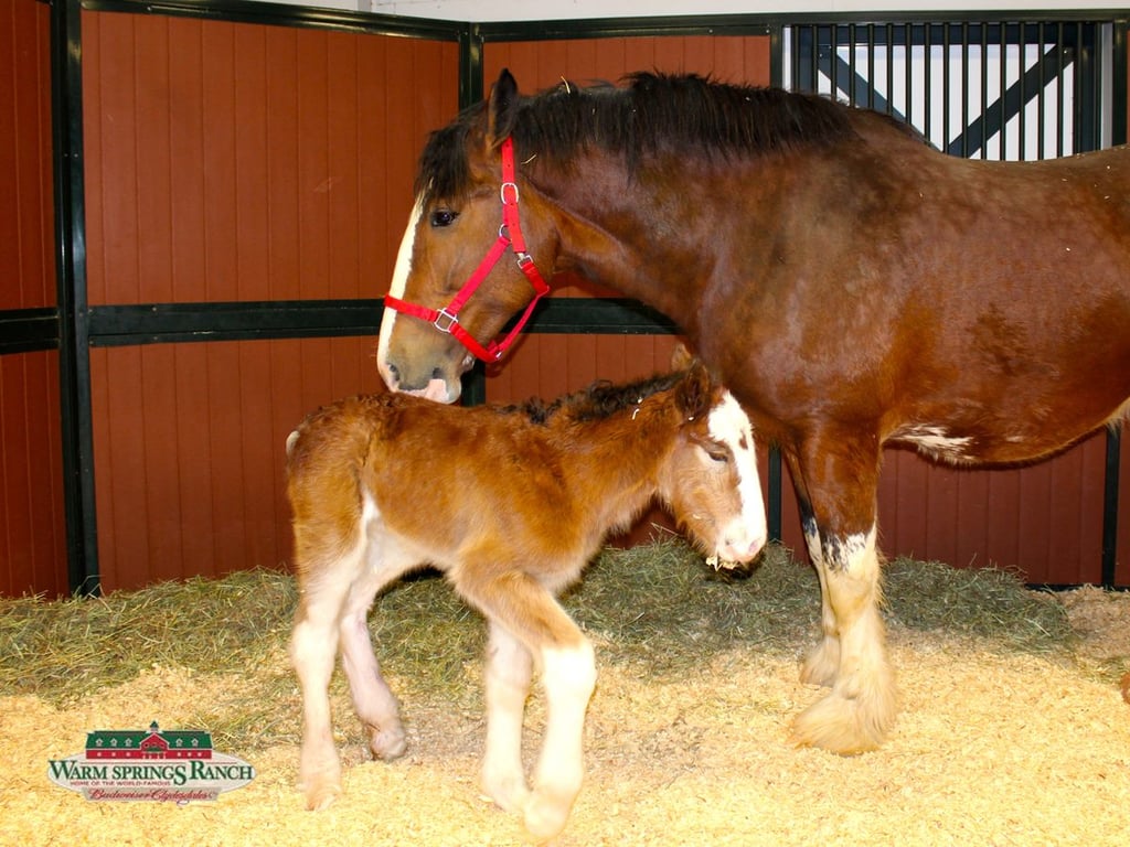 New Budweiser Clydesdale Horse 2016