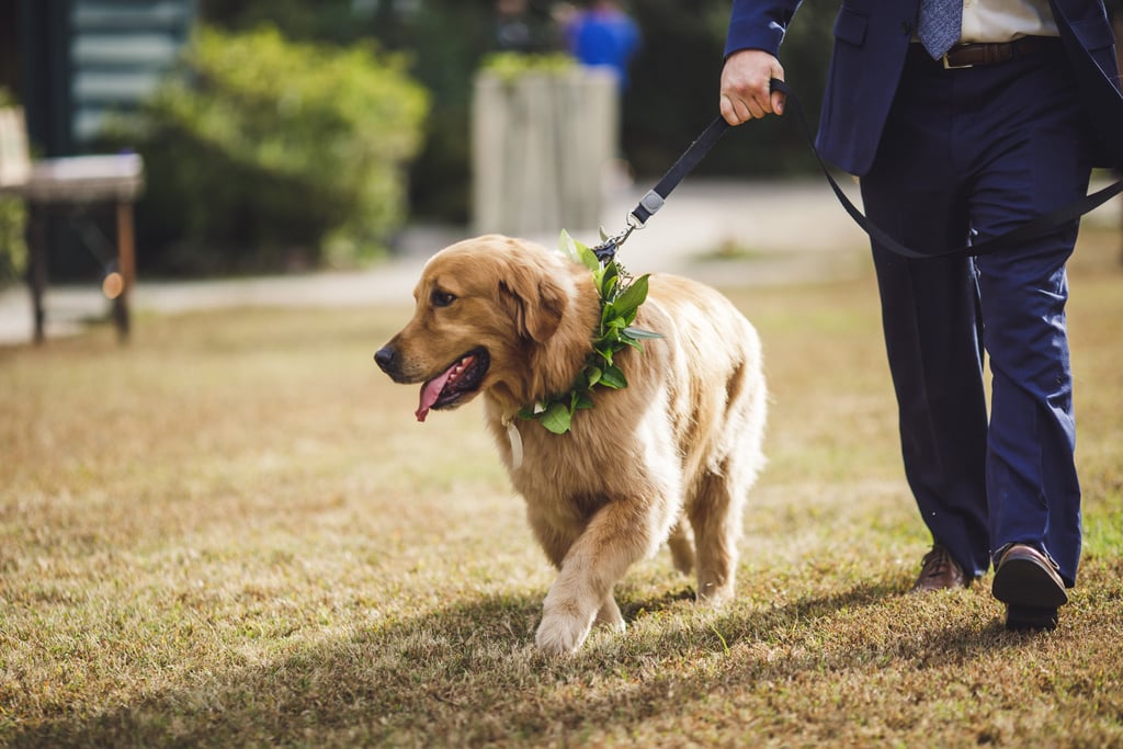 Dogs in Weddings