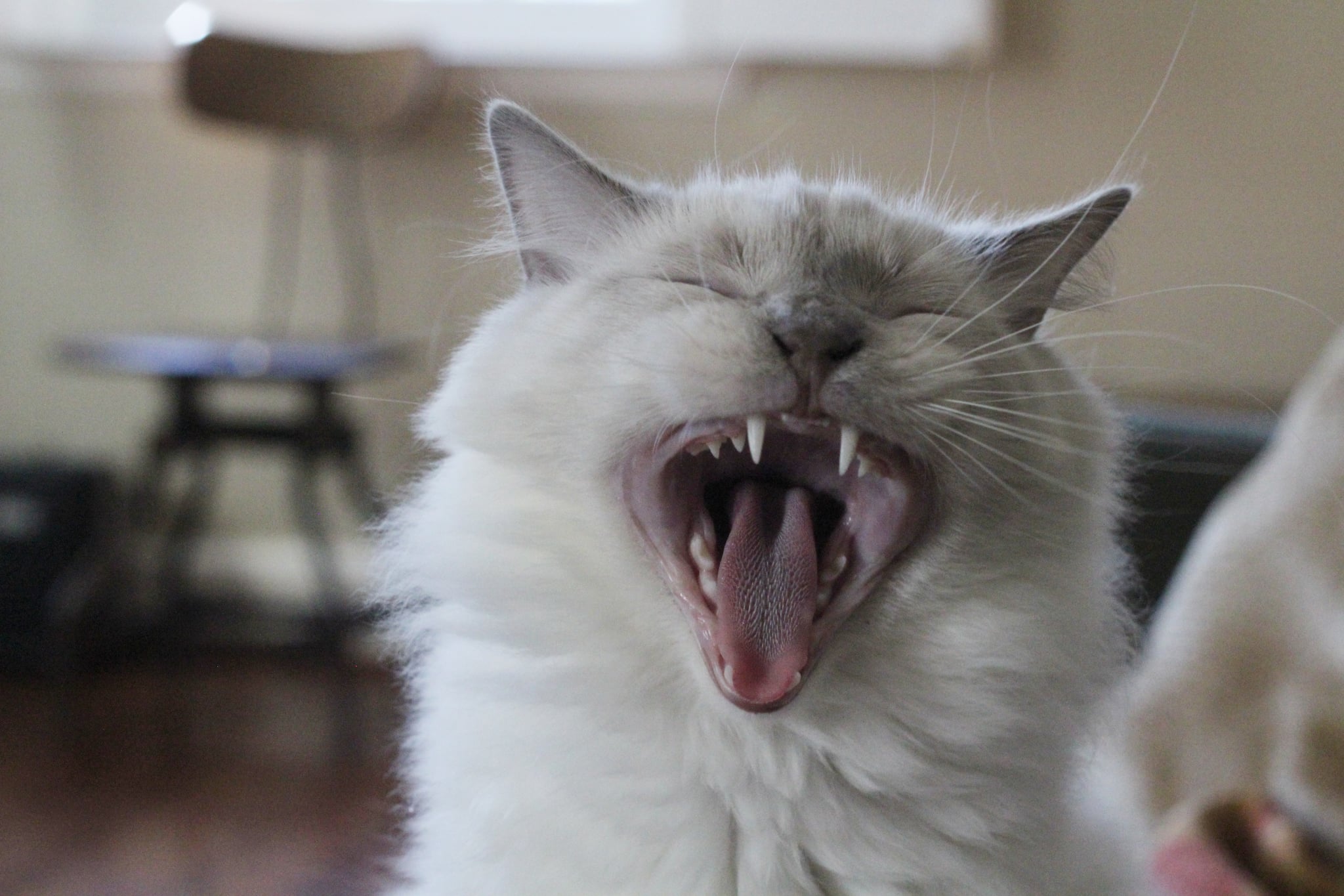 Ragdoll cat yawing.