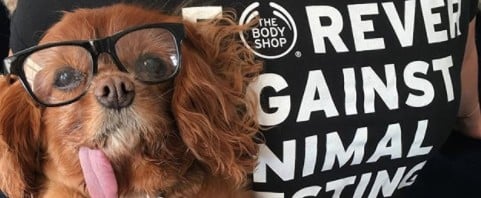 Animal Beauty Influencers
