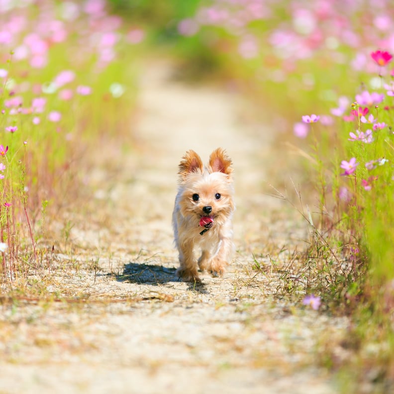 Play Impromptu Doggie Sports