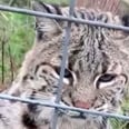 A Woman From a Big-Cat Sanctuary Shared What It's Like to Feed Them, and Wow, Wow, Wow!